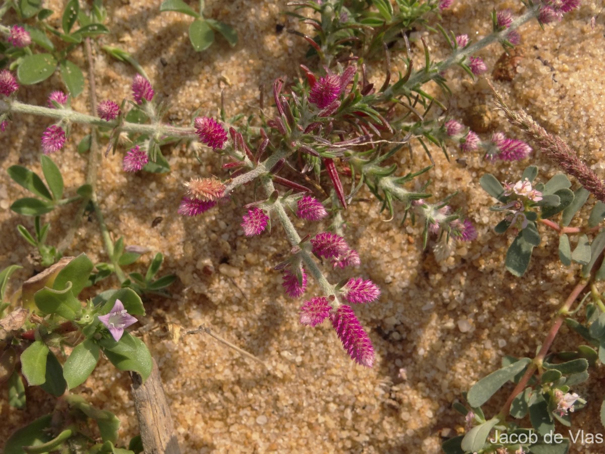 Trichuriella monsoniae (L.f.) Bennet